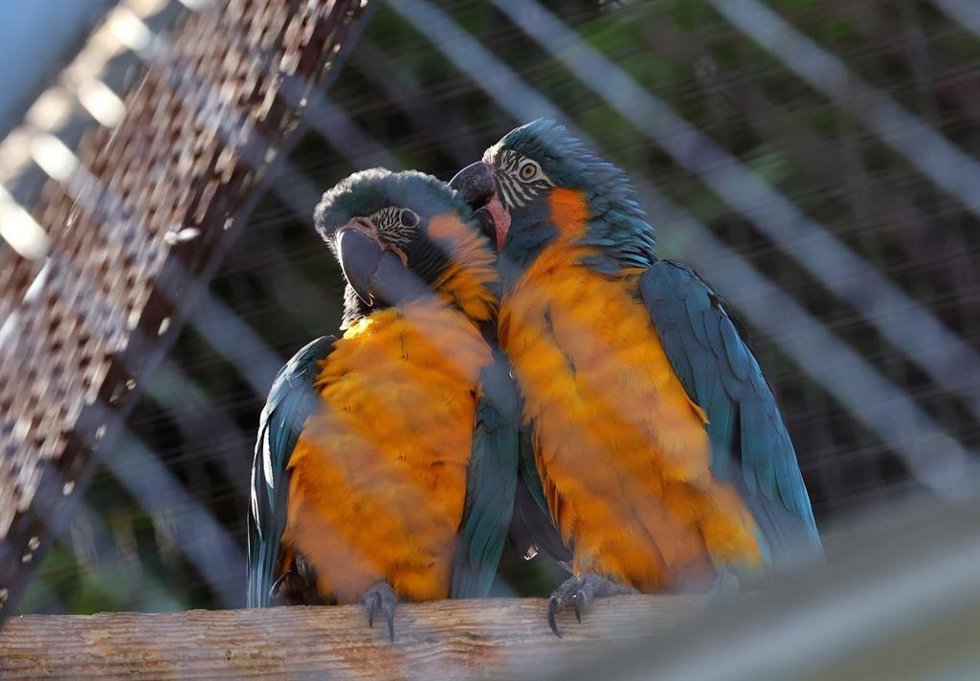 Dos crías guacamayo barba azul, una especie natural del norte de Bolivia y "en peligro crítico de extinción"