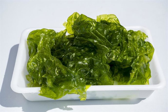 Archivo - Un nuevo proyecto utiliza algas cultivadas en Andalucía para desarrollar fertilizantes y nutrientes de uso agrícola