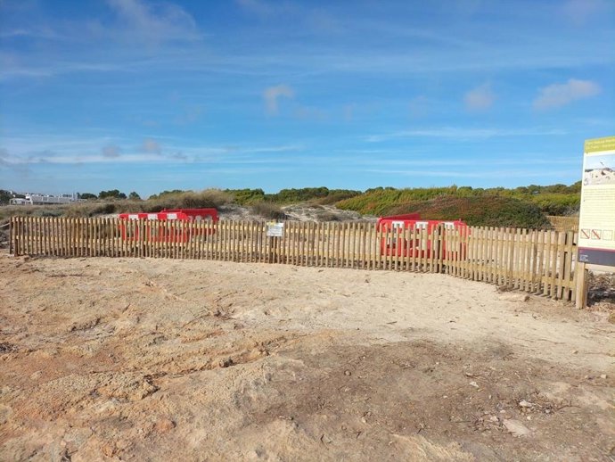 El Govern continúa con las actuaciones para restaurar el sistema dunar del Arenal de Sa Rpita, en Es Trenc-Salobrar