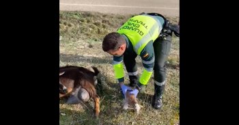 La Guardia Civil asiste en el parto de un animal en una carretera en Valladolid