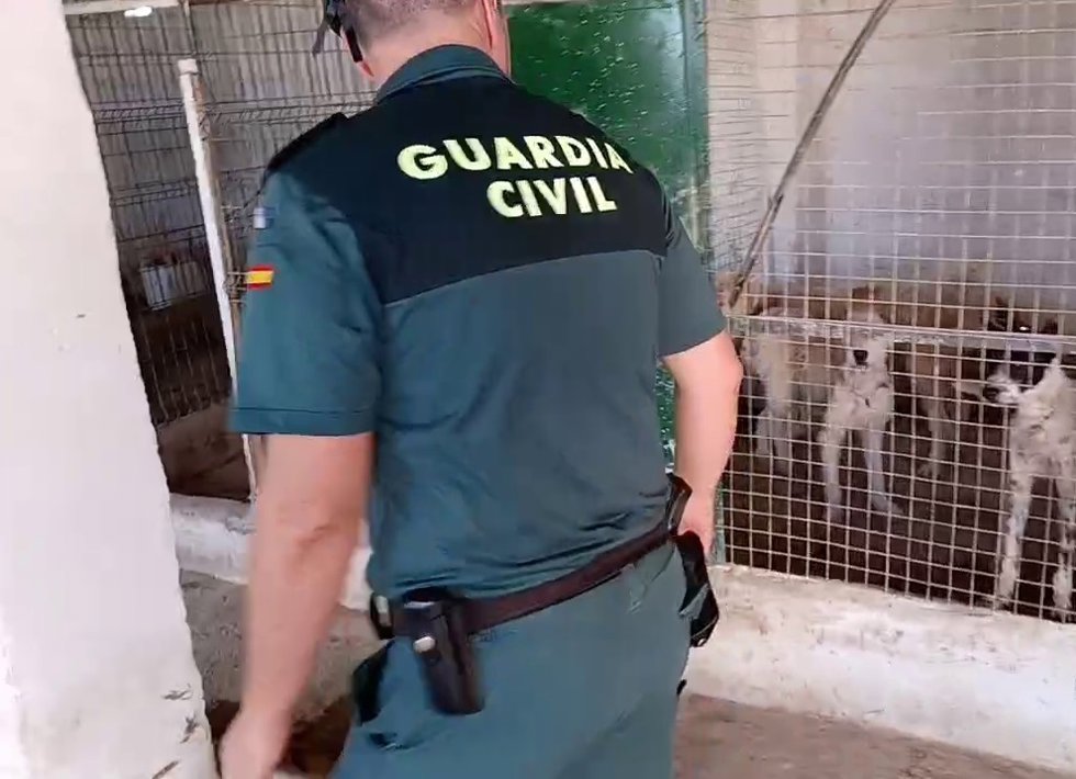 Granada.- Sucesos.- Dos investigados por maltrato tras hallar 32 perros en muy mal estado en un cortijo de Cogollos Vega