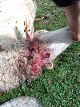 Oveja herida que posteriormente murió por el ataque del lobo en una ganadería de Nieva de Cameros