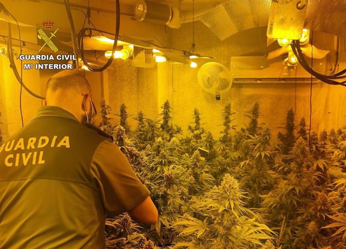 Archivo - Plantas de marihuana incautadas por la Guardia Civil. Archivo.