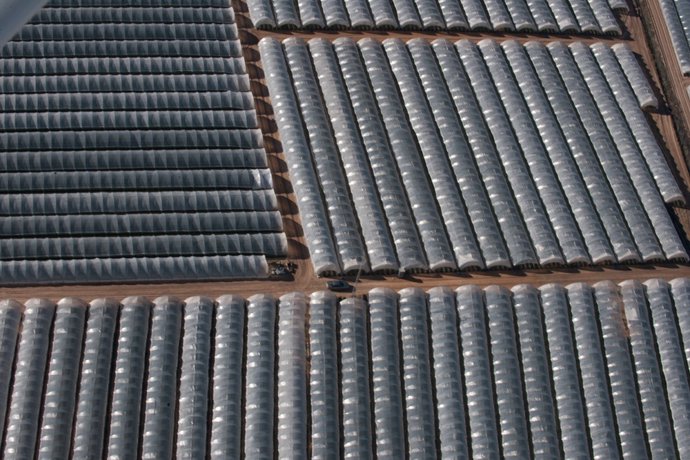 Archivo - Área de cultivo intensivo de fresa en los alrededores de Doñana. Imagen de archivo.