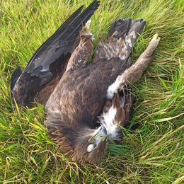 Águila Imperial Ibérica Electrocutada