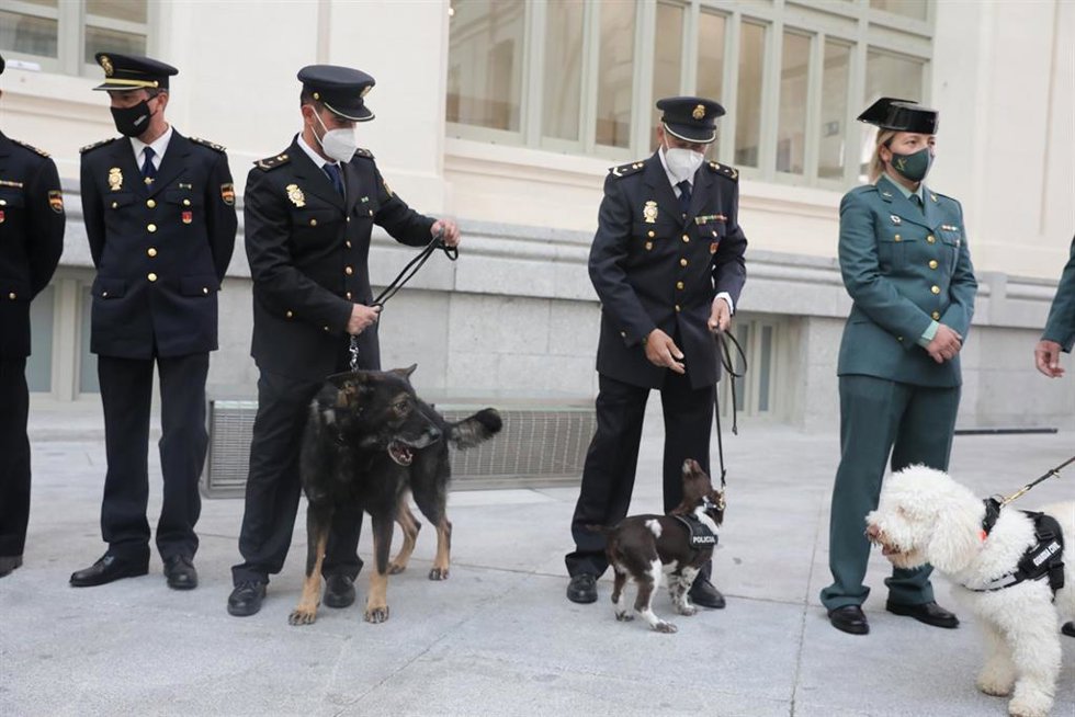 Archivo - Varios agentes sostienen la correa de los animales que participan en la presentación de la campaña `Adopta un jubilado 2021, en el Palacio de Cibeles, Madrid (España), a 6 de noviembre de 2020. 