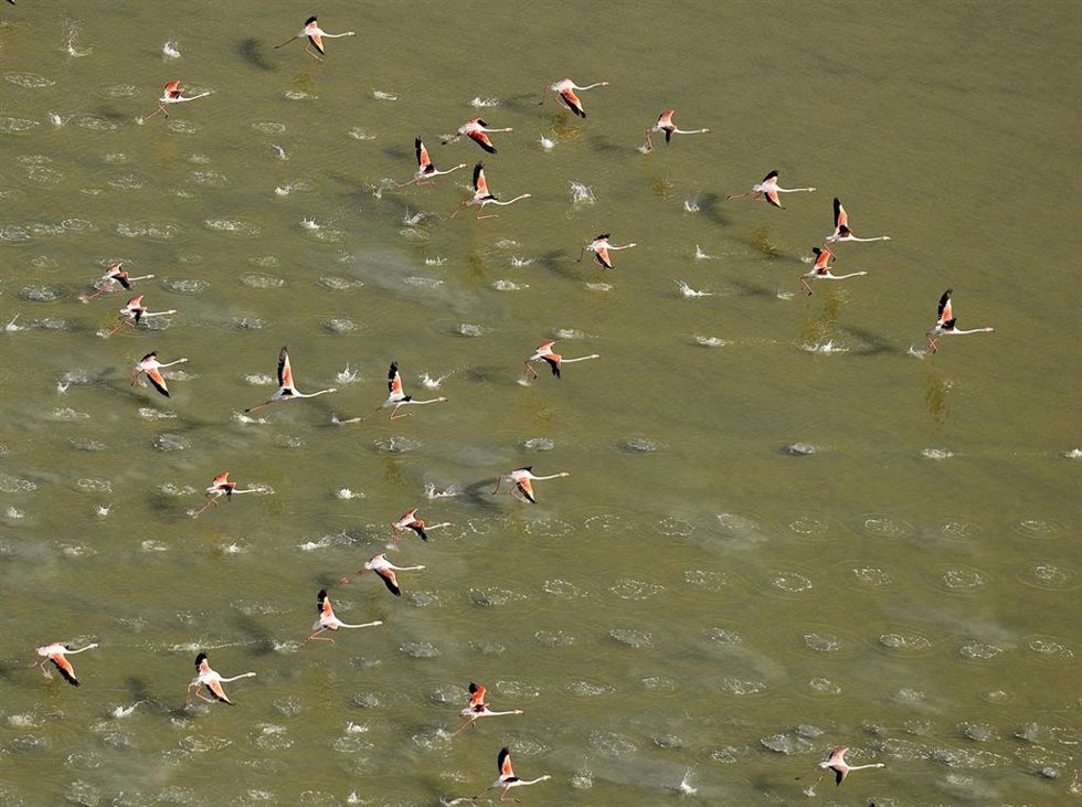 Flamencos en Doñana.