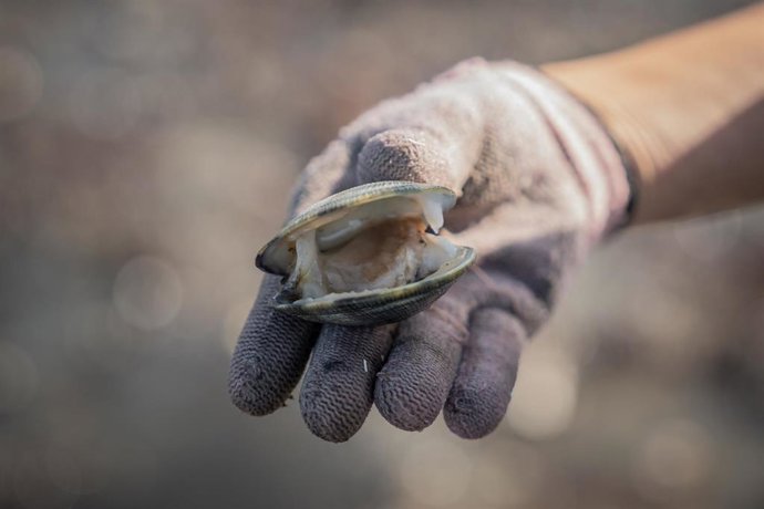 Vista de una almeja en la ensenada de San Simón, Rías Baixas, a 17 de noviembre de 2023, Pontevedra, Galicia (España). La mortandad del marisco se extiende por las rías gallegas tras un mes de tormentas y aperturas de presas que provocan un aumento de a
