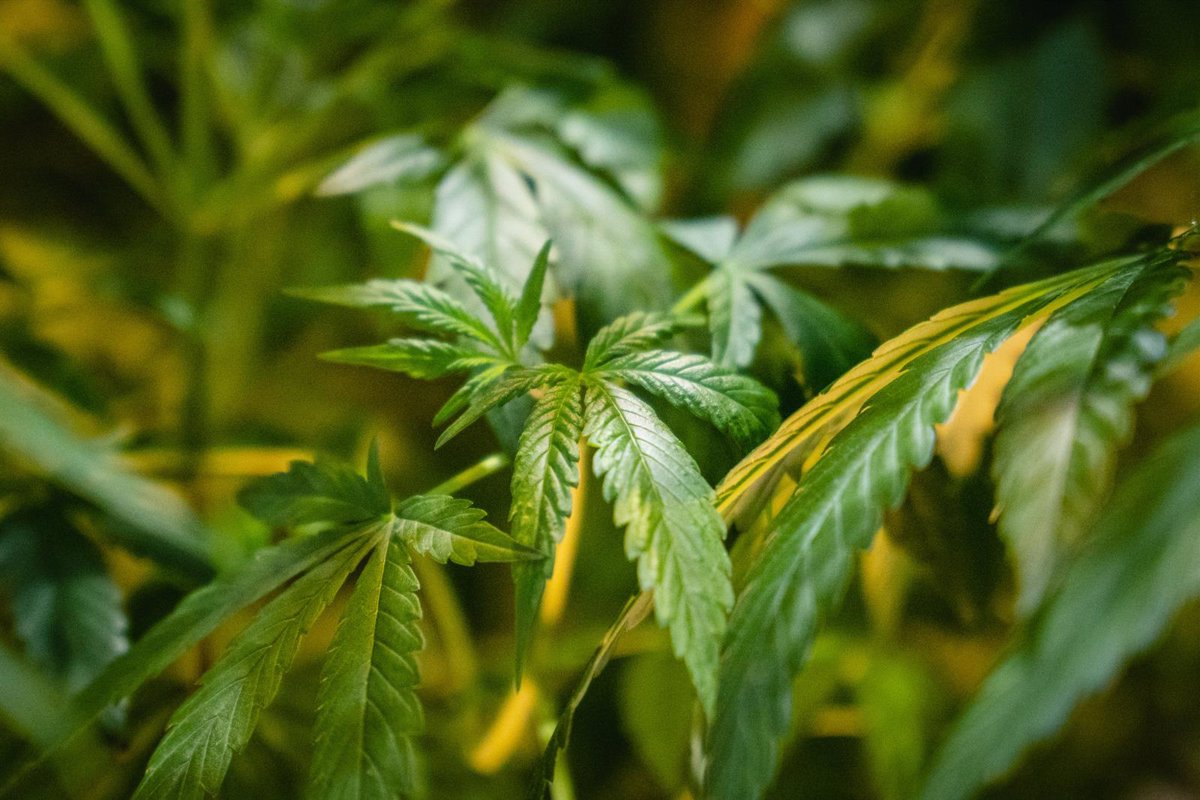 Deutschland plant, ab dem 1. April 2024 den Anbau und die Lagerung von Cannabis zu Hause zu legalisieren