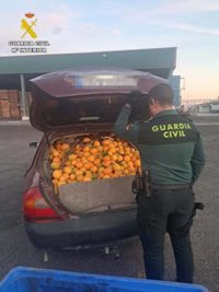 Recuperados en Sevilla más de 4.000 kilos de naranjas robadas y ocho detenidos por su sustracción