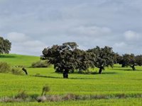 Telefónica precisa que un camión cortó un cable de fibra y dejó sin telefonía e Internet a Los Pedroches, en Córdoba