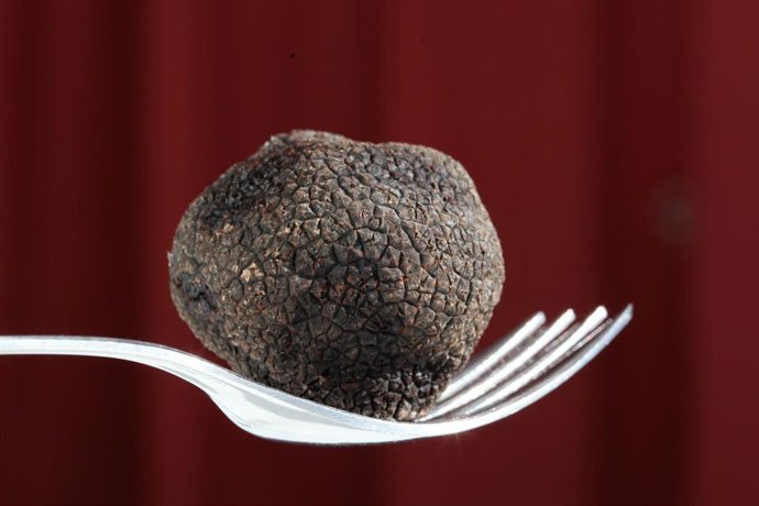 Archivo - 'Trufa Negra de Aragón' 