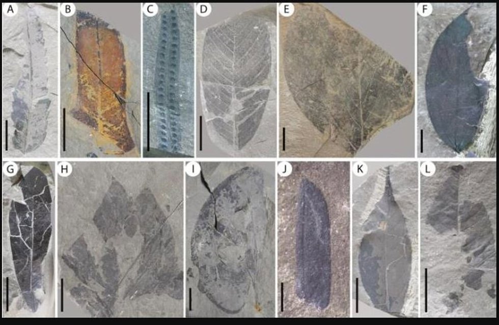 Componentes pteridofitos y angiospermas de la flora de Yen Bai.