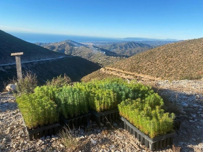La 'calculadora' de Turismo Costa del Sol permite compensar la huella de carbono plantando árboles en el área natural que se incendió en 2014 en el municipio de Cómpeta.