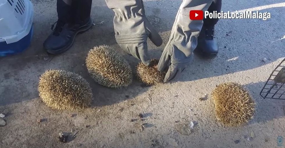 Imagen de archivo de erizos rescatados con vida por la Policía Local cuando intentaban quemarlos.
