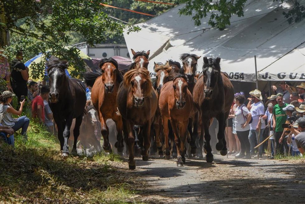 Archivo - Varios caballos durante la Rapa das Bestas 2022, a 3 de julio de 2022, en Sabucedo, Pontevedra, Galicia (España). Entre todas las rapas das bestas que tienen lugar en Galicia cada verano, el de Sabucedo destaca por haber conservado la pureza d