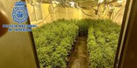 Detenido en una vivienda de Sanlúcar (Cádiz) un narco huido hace 15 meses e intervenidas 1.553 plantas de marihuana