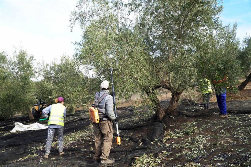 Archivo - Jornaleros trabajando en la recogida de aceituna.