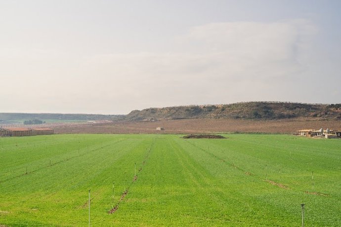 Archivo - Imagen de un campo de cultivo. 