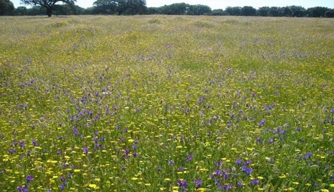 La UCAV participa en dos proyectos sobre pastizales en España.