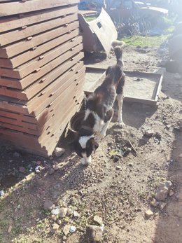 Perro desnutrido en un desguace de Peñarroya-Pueblonuevo (Córdoba).