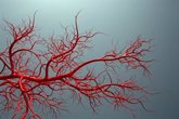 Foto: Un estudio identifica una proteína "clave" en el crecimiento de los vasos sanguíneos