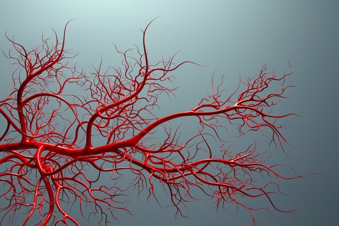 Archivo - Vascular system - veins full of blood
