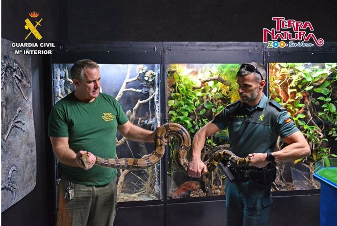 Trasladan a Terra Natura Benidorm a una Boa constrictor tras precipitarse a la calle desde la terraza de un particular en Alicante.