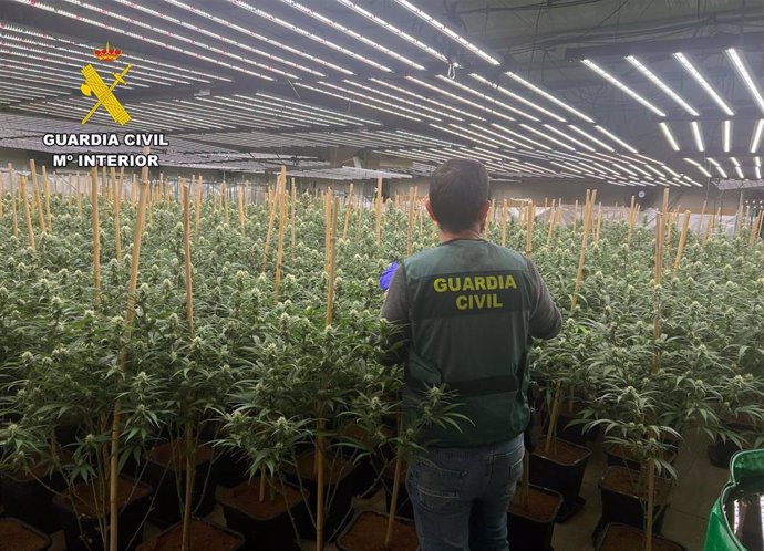 Un agente junto a parte de las plantas de marihuana incautadas