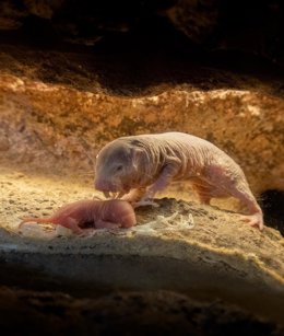 Archivo - Cría de rata topo