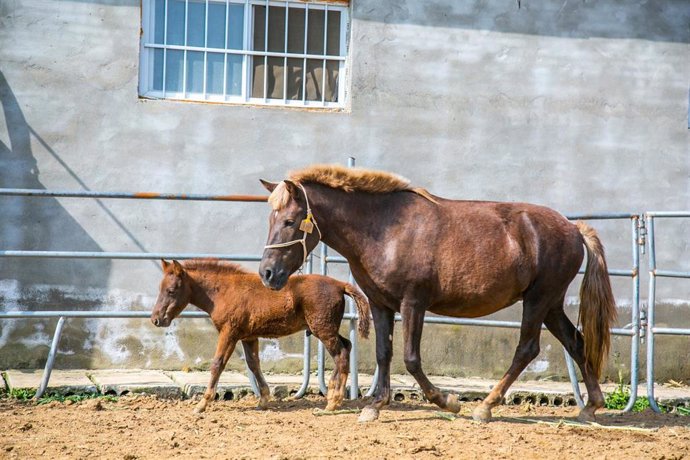 Archivo - Caballos en una granja en China.