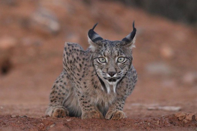 Archivo - Lince ibérico.