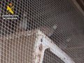 Denunciada una explotación donde los animales conviven con estiercol y orina