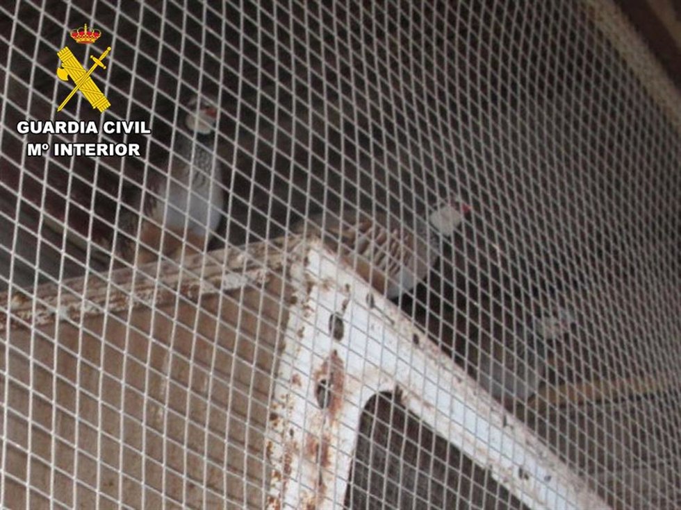 Denunciada una granja de perdices en Burgos al convivir los animales con montañas de estiércol y charcos de orina.