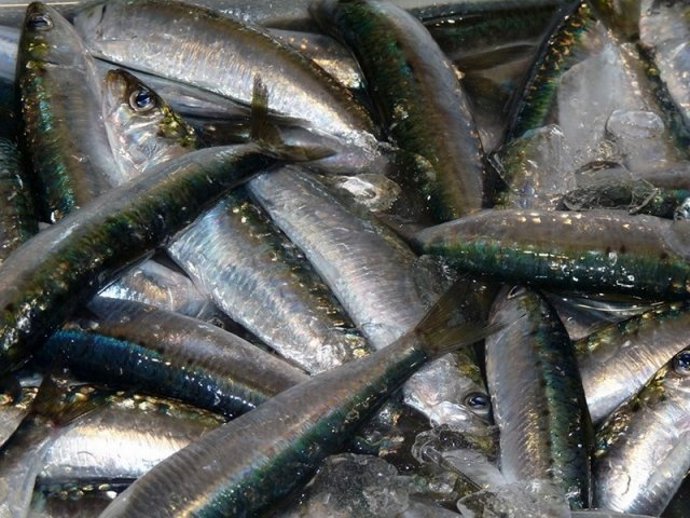 Archivo - Sardinas  