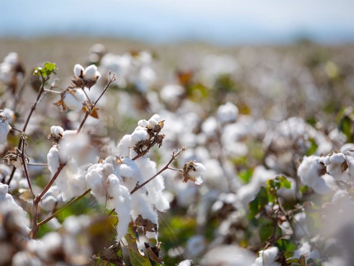 Plantas de algodón europeo