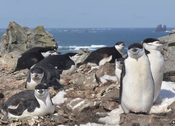 Los pingüinos de barbijo que anidan en un entorno peligroso duermen grandes cantidades de sueño a través de miles de episodios de microsueños de segundos de duración.