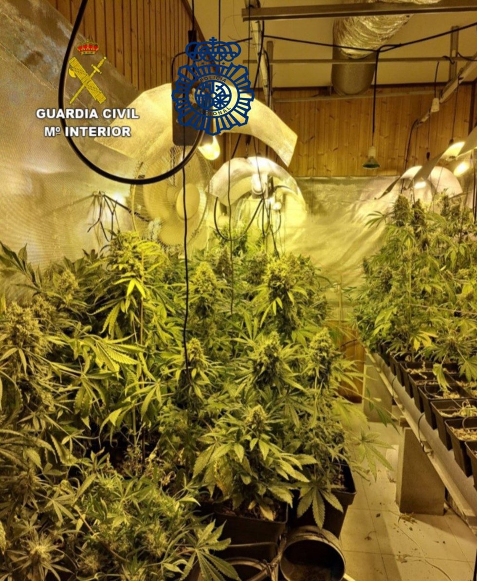 Imagen de una plantación de marihuana.