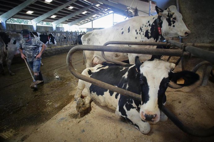 Archivo - Un ganadero junto a vacas de una ganadería de lácteo en Sabadelle, a 7 de agosto de 2023, en Chantada, Lugo, Galicia (España). Ganaderos gallegos han denunciado en los últimos días "abandono" por parte de la Xunta ante la vacunación contra la 