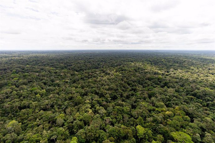 Archivo - Vista aérea del Amazonas en la frontera entre Brasil y Colombia