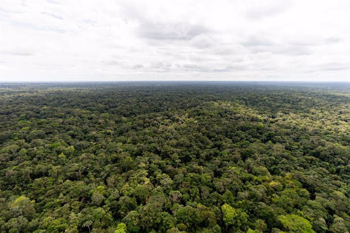 Archivo - March 3, 2021, Sao Paulo, Sao Paulo, Brazil: Aerial view of the Amazon rainforest in the upper Rio Negro, in the state of Amazonas, on the border between Brazil and Colombia, the northwest of the country.