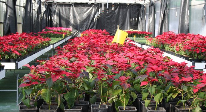 Nota De Prensa Y Foto Campaña Flor De Pascua