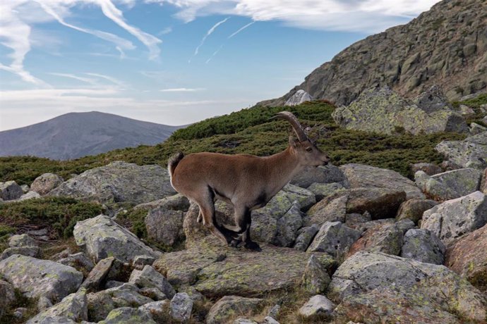 Archivo - Un ejemplar de cabra montesa en el Parque Natural de la Cumbre, Circo y Lagunas de Peñalara, a 2 de noviembre de 2022, en Madrid (España). 
