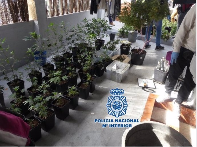 La Policía Nacional ha detenido en Melilla a un individuo por poseer varios puntos de plantación y venta de marihuana que se encontraban activos en el barrio del Monte de María Cristina.