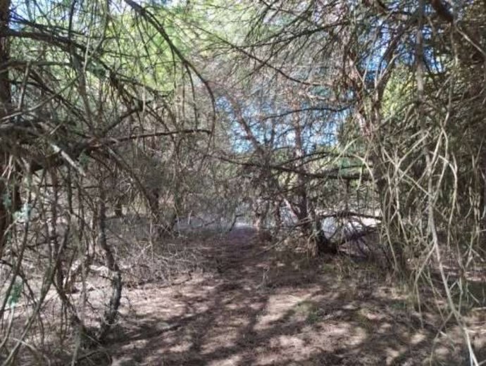 Imagen de una zona de pinar de ramas bajas en el área de la playa de La Bota, en Punta Umbría (Huelva).