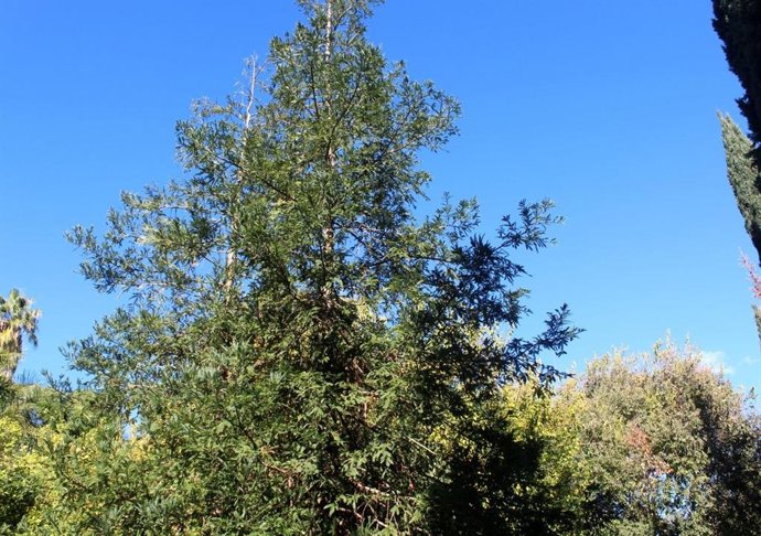 Ejemplar de sequoya.