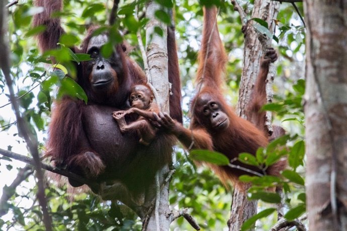 Orangutanes de Borneo.