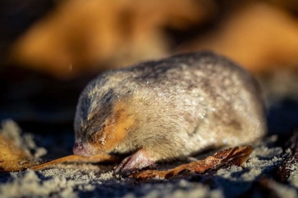 El ADN electrónico ayudó a confirmar que el topo dorado de De Winton aún vive en las playas de Sudáfrica