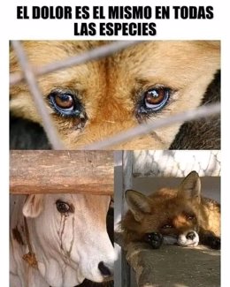 Cartell de la convocatria de Valncia Animal Save