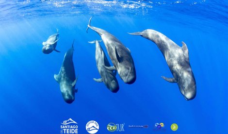 Comunicados Sociedad